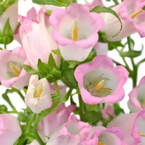 Rose Pink Canterbury Bells Seeds - Campanula Medium - Elegant Biennial Flower - 20 Seeds - Image 3