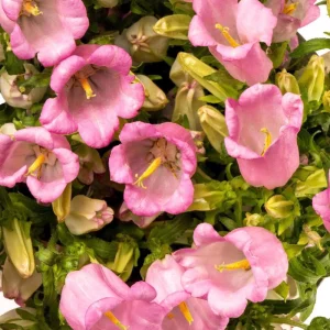 Rose Pink Canterbury Bells Seeds - Campanula Medium - Elegant Biennial Flower - 20 Seeds - Image 4