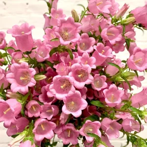 Rose Pink Canterbury Bells Seeds - Campanula Medium - Elegant Biennial Flower - 20 Seeds - Image 5