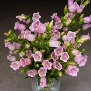Rose Pink Canterbury Bells Seeds - Campanula Medium - Elegant Biennial Flower - 20 Seeds - Image 6