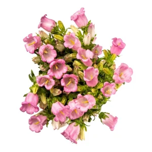 Rose Pink Canterbury Bells Seeds - Campanula Medium - Elegant Biennial Flower - 20 Seeds - Image 7