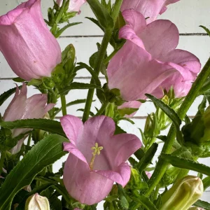 Rose Pink Canterbury Bells Seeds - Campanula Medium - Elegant Biennial Flower - 20 Seeds - Image 8