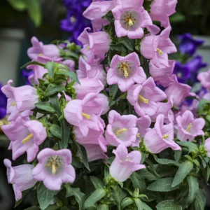Rose Pink Canterbury Bells Seeds - Campanula Medium - Elegant Biennial Flower - 20 Seeds - Image 9