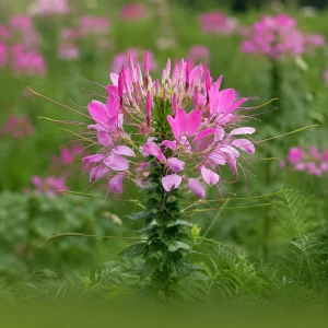 Rose Queen Cleome Seeds – Pink Spider Flower Blooms – Tall Pollinator Annual – 20 Seeds - Image 2