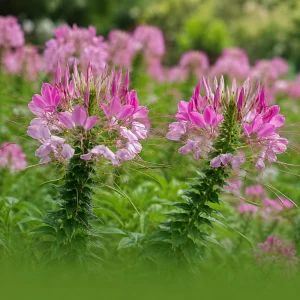 Rose Queen Cleome Seeds – Pink Spider Flower Blooms – Tall Pollinator Annual – 20 Seeds - Image 8