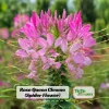 Rose Queen Cleome Seeds – Pink Spider Flower Blooms – Tall Pollinator Annual – 20 Seeds - Image 1