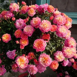 Rose Seeds Mix - Fragrant Flower Seeds for Planting - 30 Seed Pack - Image 10