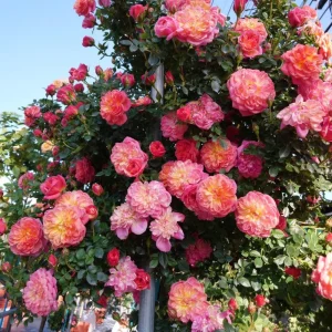 Rose Seeds Mix - Fragrant Flower Seeds for Planting - 30 Seed Pack - Image 12