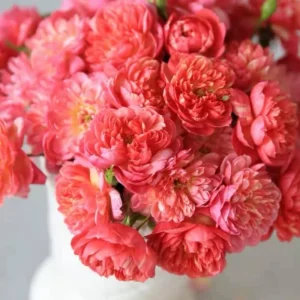 Rose Seeds Mix - Fragrant Flower Seeds for Planting - 30 Seed Pack - Image 13