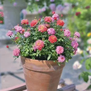 Rose Seeds Mix - Fragrant Flower Seeds for Planting - 30 Seed Pack - Image 14