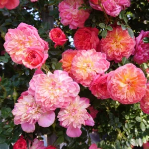 Rose Seeds Mix - Fragrant Flower Seeds for Planting - 30 Seed Pack - Image 3