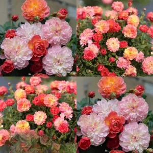 Rose Seeds Mix - Fragrant Flower Seeds for Planting - 30 Seed Pack - Image 4
