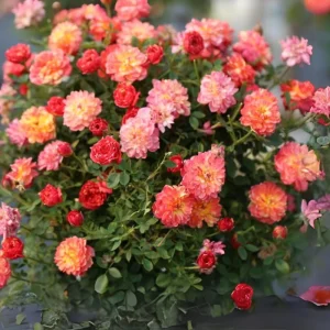 Rose Seeds Mix - Fragrant Flower Seeds for Planting - 30 Seed Pack - Image 5