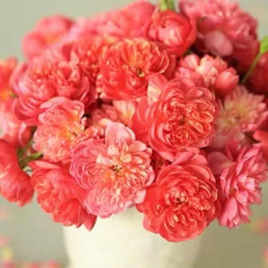 Rose Seeds Mix - Fragrant Flower Seeds for Planting - 30 Seed Pack - Image 6