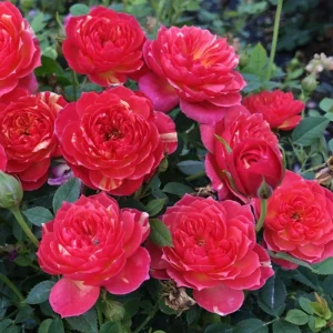 Rose Seeds Mix - Fragrant Flower Seeds for Planting - 30 Seed Pack - Image 7
