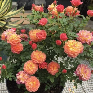 Rose Seeds Mix - Fragrant Flower Seeds for Planting - 30 Seed Pack - Image 8
