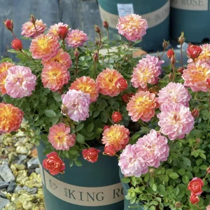 Rose Seeds Mix - Fragrant Flower Seeds for Planting - 30 Seed Pack - Image 9