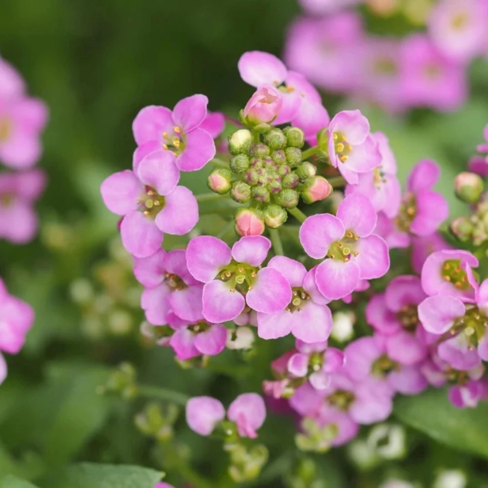 Rosie O'Day Sweet Alyssum Seeds - Rose Pink Fragrant Ground Cover Flowers - 20 Seeds - Image 10