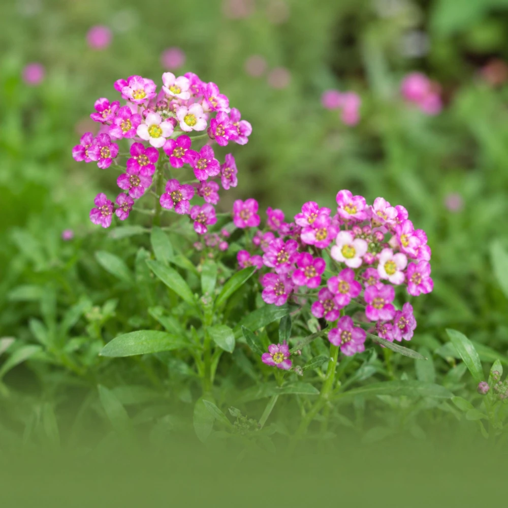 Rosie O'Day Sweet Alyssum Seeds - Rose Pink Fragrant Ground Cover Flowers - 20 Seeds - Image 6
