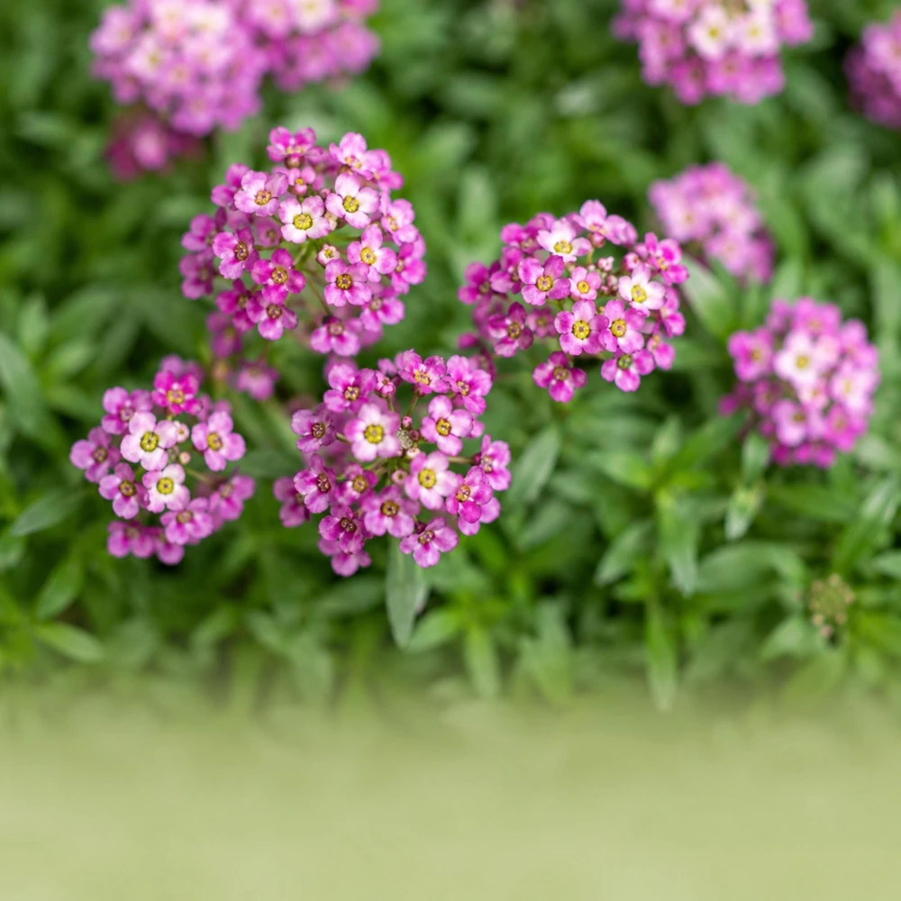 Rosie O'Day Sweet Alyssum Seeds - Rose Pink Fragrant Ground Cover Flowers - 20 Seeds - Image 7