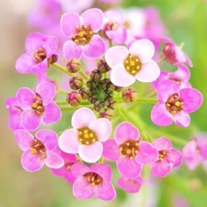 Rosie O'Day Sweet Alyssum Seeds - Rose Pink Fragrant Ground Cover Flowers - 20 Seeds - Image 9