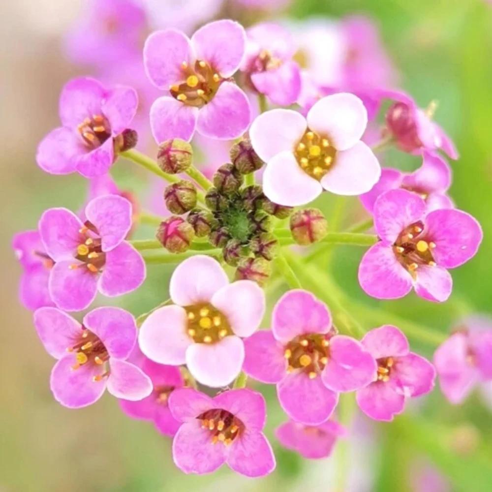 Rosie O'Day Sweet Alyssum Seeds - Rose Pink Fragrant Ground Cover Flowers - 20 Seeds - Image 9