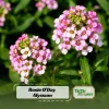 Rosie O'Day Sweet Alyssum Seeds - Rose Pink Fragrant Ground Cover Flowers - 20 Seeds - Image 1
