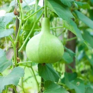 Round Bottle Gourd Seeds - Lagenaria Siceraria - 10 Edible Seeds - Image 2