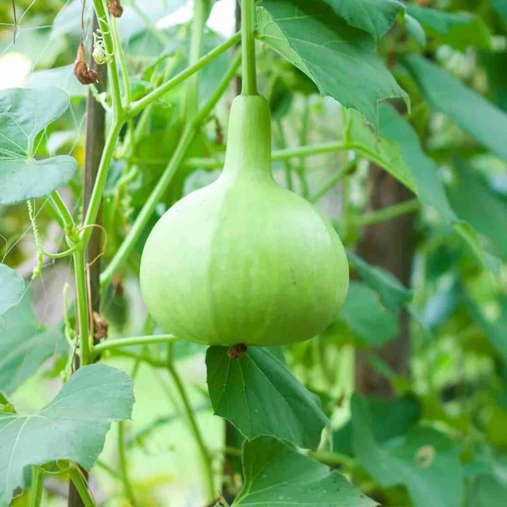 Round Bottle Gourd Seeds - Lagenaria Siceraria - 10 Edible Seeds - Image 2