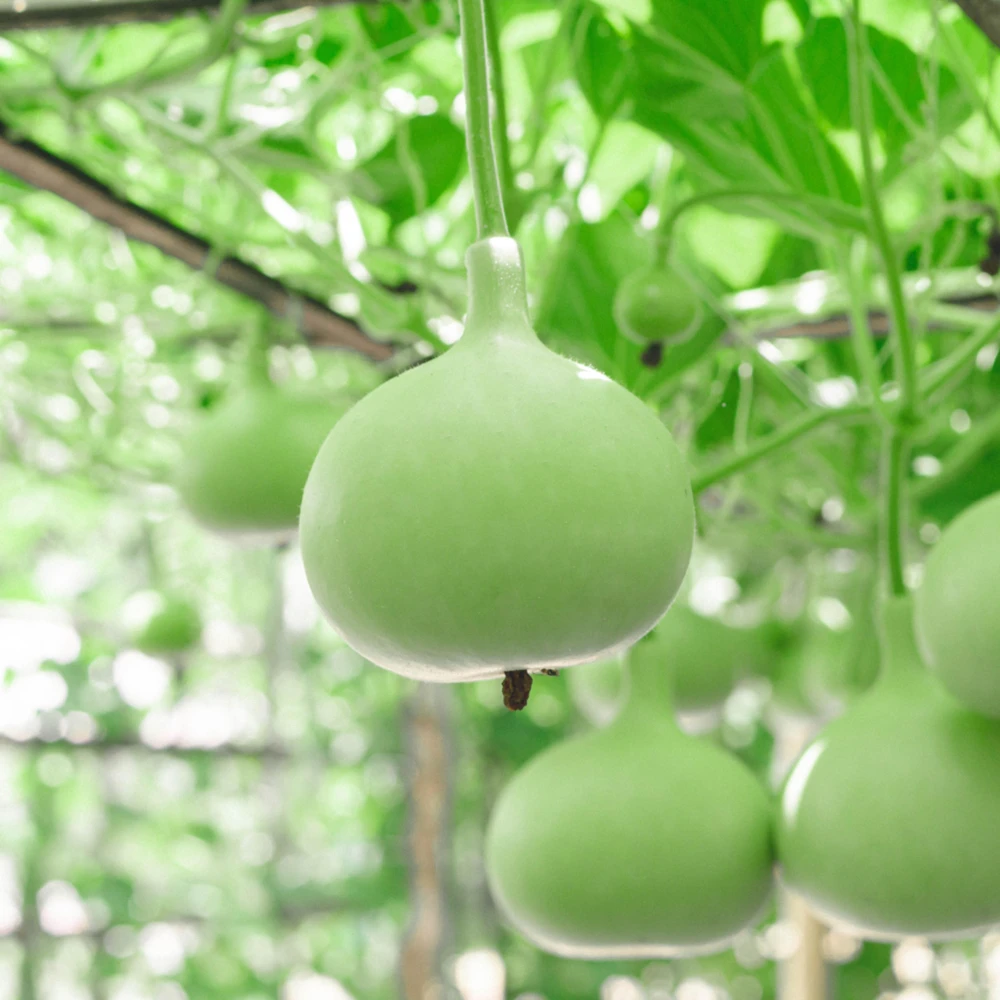 Round Bottle Gourd Seeds - Lagenaria Siceraria - 10 Edible Seeds - Image 3