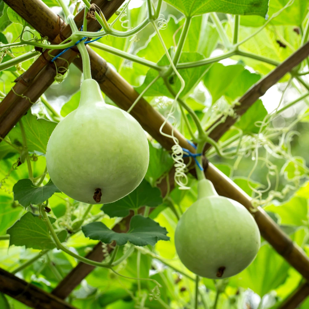 Round Bottle Gourd Seeds - Lagenaria Siceraria - 10 Edible Seeds - Image 4