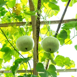 Round Bottle Gourd Seeds - Lagenaria Siceraria - 10 Edible Seeds - Image 5
