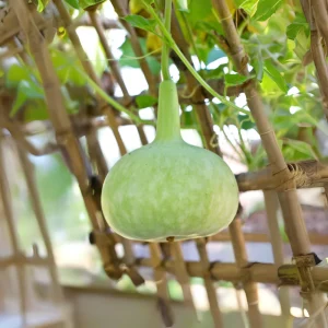 Round Bottle Gourd Seeds - Lagenaria Siceraria - 10 Edible Seeds - Image 6