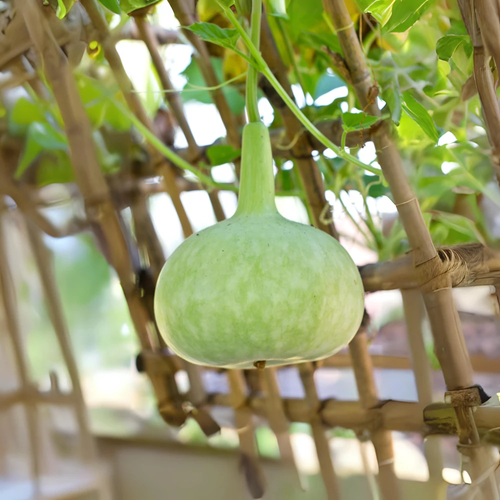 Round Bottle Gourd Seeds - Lagenaria Siceraria - 10 Edible Seeds - Image 6