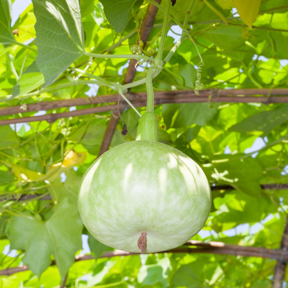 Round Bottle Gourd Seeds - Lagenaria Siceraria - 10 Edible Seeds - Image 7