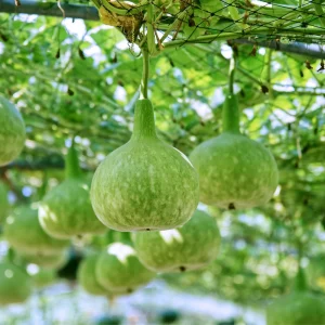 Round Bottle Gourd Seeds - Lagenaria Siceraria - 10 Edible Seeds - Image 8