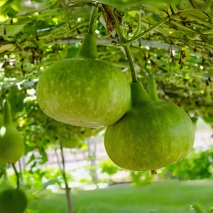 Round Bottle Gourd Seeds - Lagenaria Siceraria - 10 Edible Seeds - Image 9