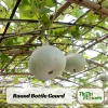 Round Bottle Gourd Seeds - Lagenaria Siceraria - 10 Edible Seeds - Image 1