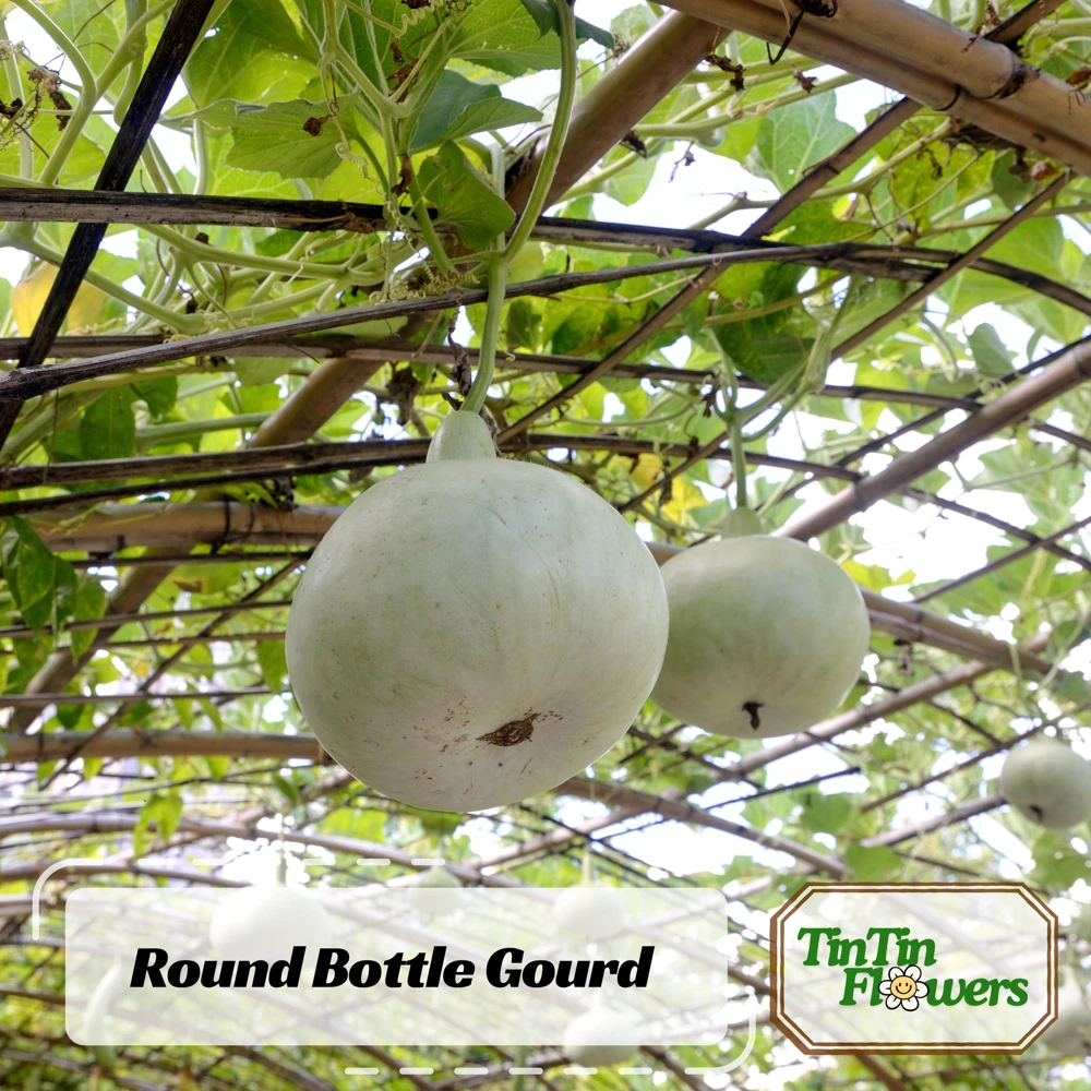 Round Bottle Gourd Seeds - Lagenaria Siceraria - 10 Edible Seeds - Image 1
