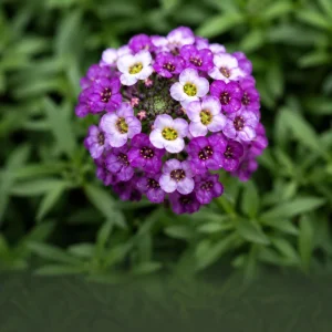 Royal Carpet Sweet Alyssum Seeds - Purple Fragrant Ground Cover - 20 Seeds - Image 2