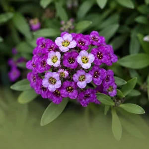 Royal Carpet Sweet Alyssum Seeds - Purple Fragrant Ground Cover - 20 Seeds - Image 4