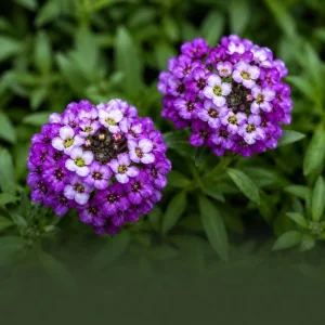 Royal Carpet Sweet Alyssum Seeds - Purple Fragrant Ground Cover - 20 Seeds - Image 5