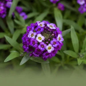Royal Carpet Sweet Alyssum Seeds - Purple Fragrant Ground Cover - 20 Seeds - Image 6