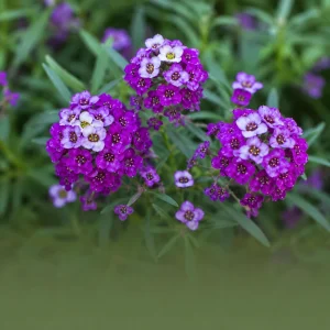 Royal Carpet Sweet Alyssum Seeds - Purple Fragrant Ground Cover - 20 Seeds - Image 8