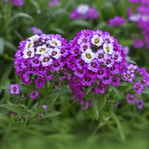 Royal Carpet Sweet Alyssum Seeds - Purple Fragrant Ground Cover - 20 Seeds - Image 9