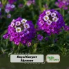 Royal Carpet Sweet Alyssum Seeds - Purple Fragrant Ground Cover - 20 Seeds - Image 1
