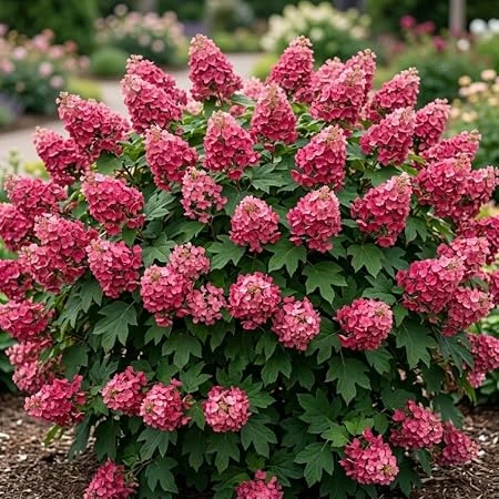 Ruby Slipper Oakleaf Hydrangea Tree Live Plant, Red Flowers, 6-12" Tall, 4" Pot, Outdoor Shrub - Image 2