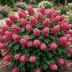 Ruby Slipper Oakleaf Hydrangea Tree Live Plant, Red Flowers, 6-12" Tall, 4" Pot, Outdoor Shrub - Image 1
