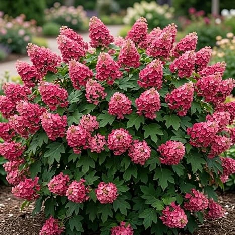 Ruby Slipper Oakleaf Hydrangea Tree Live Plant, Red Flowers, 6-12" Tall, 4" Pot, Outdoor Shrub - Image 4