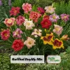 Ruffled Daylily Mix Seeds - Hemerocallis hybrida - 20 Seeds - Hardy Perennial Flower for Garden & Landscape - Image 1